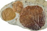 Plate with Three Fossil Leaves (Two Species) - Montana #268324-2